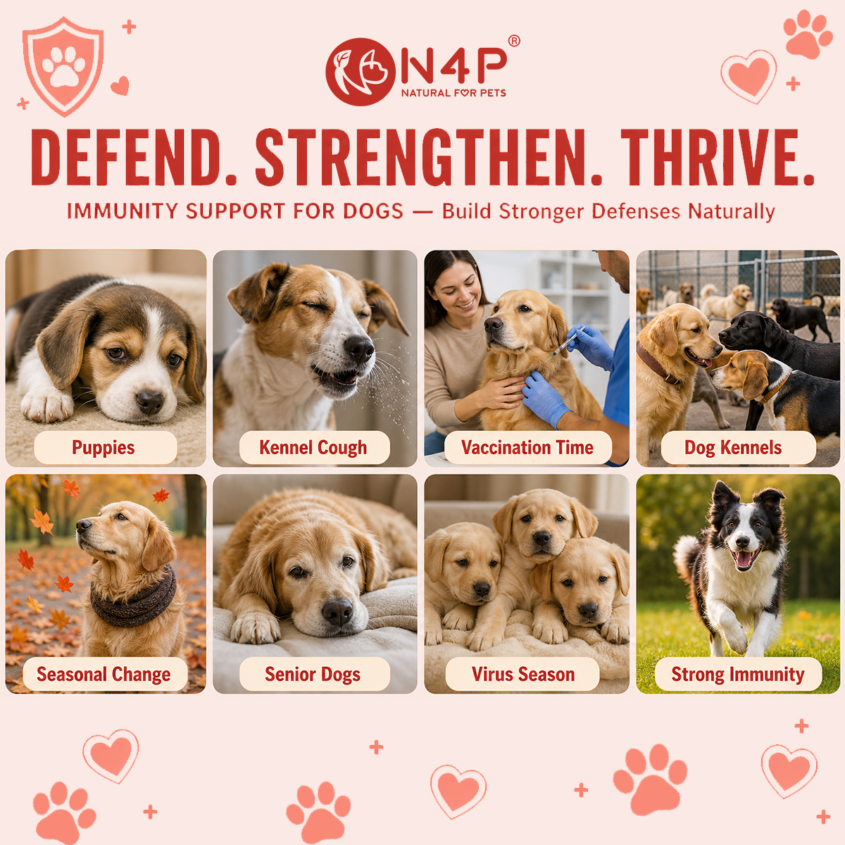 Chicken Flavor NAD+ Booster Chews for Senior Dogs