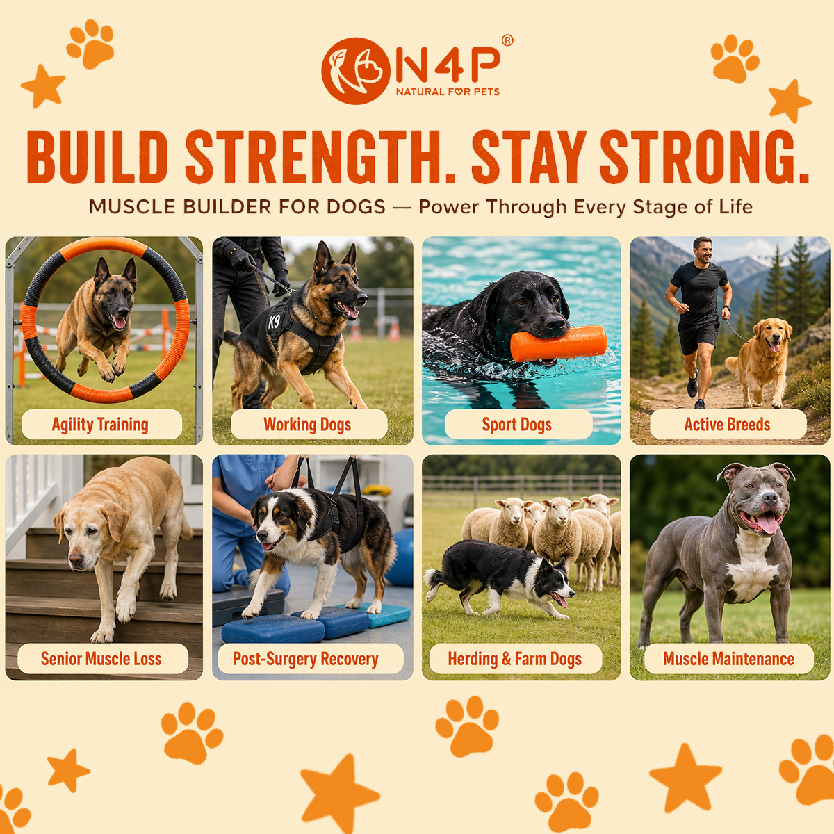 Dog Health Supplement