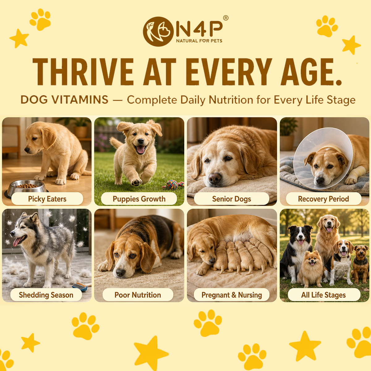 60 Count Multivitamin Soft Chews for Dogs